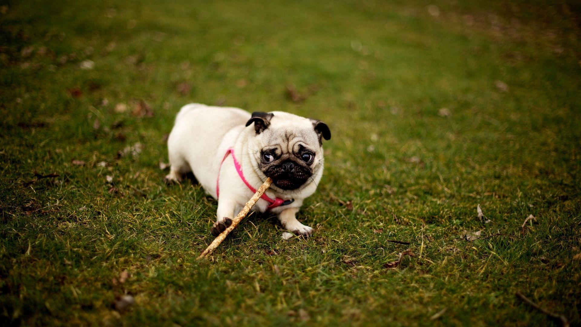 1920x1080 Pug Puppies Wallpaper Wallpaper