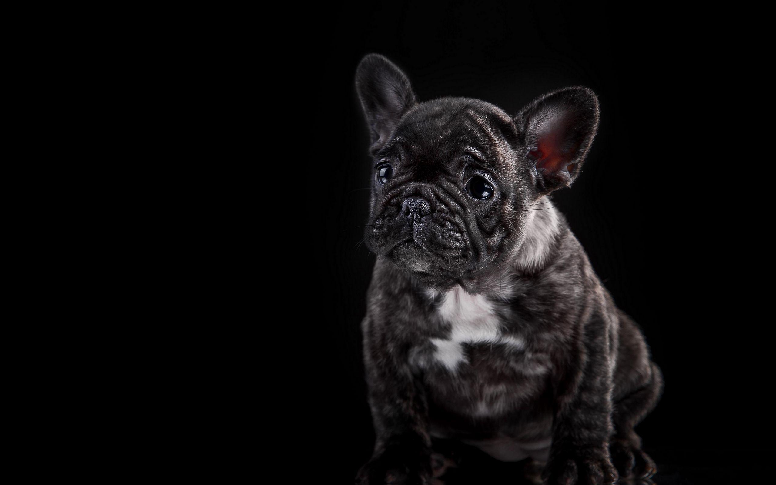 2560x1600 Download wallpaper 2560x1600 french bulldog, puppy, dog widescreen 16:10 HD background