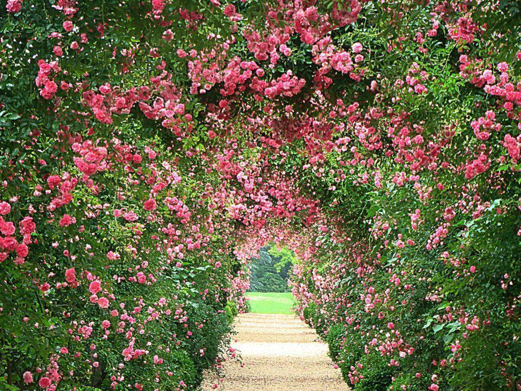 1024x768 Garden Background Wallpaper