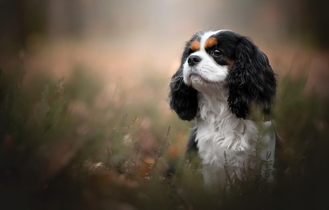 1332x850 Cavalier King Charles Spaniel Wallpaper