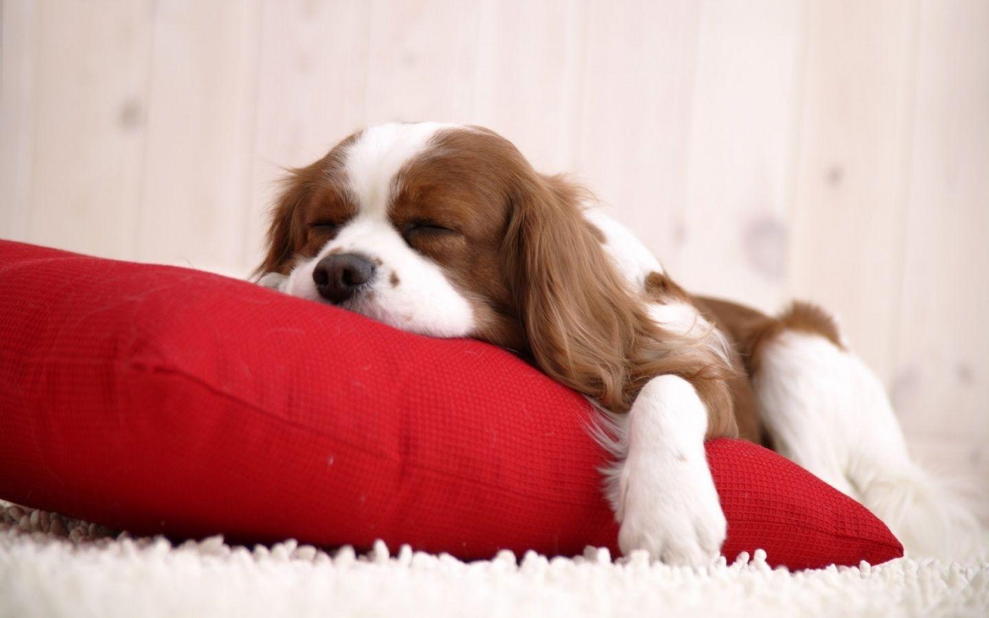1440x900 Cavalier King Charles Spaniel Wallpaper