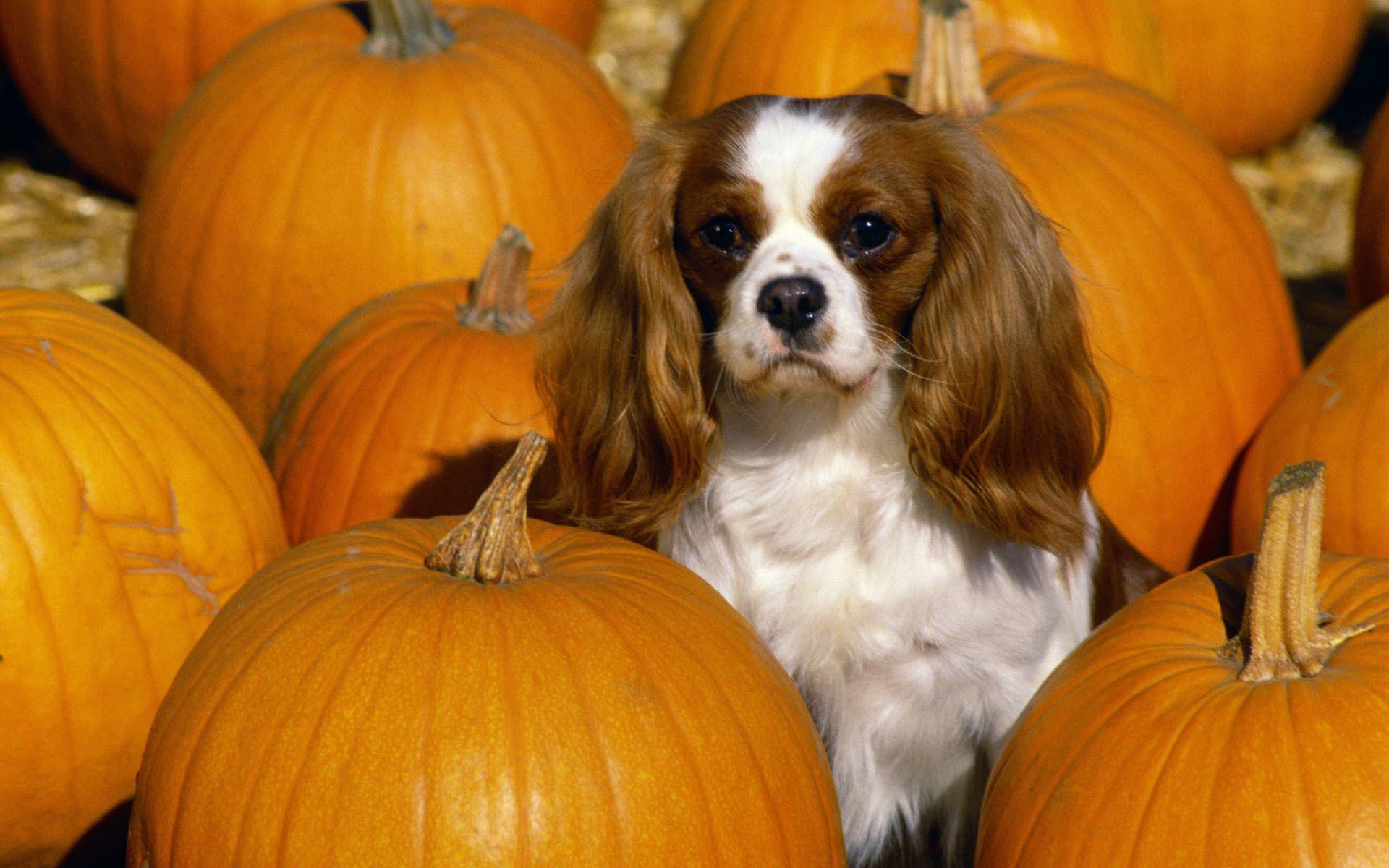 1920x1200 Cavalier King Charles Spaniel HD wallpaper