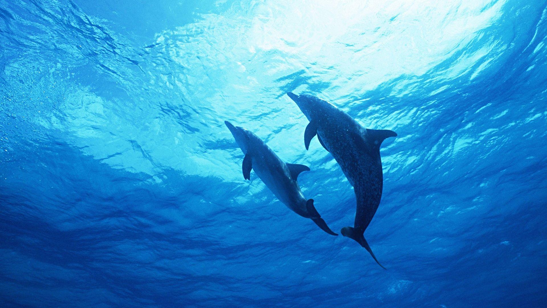 1920x1080 Download 1920x1080 HD Wallpaper dolphin couple underwater ocean, Desktop Background HD