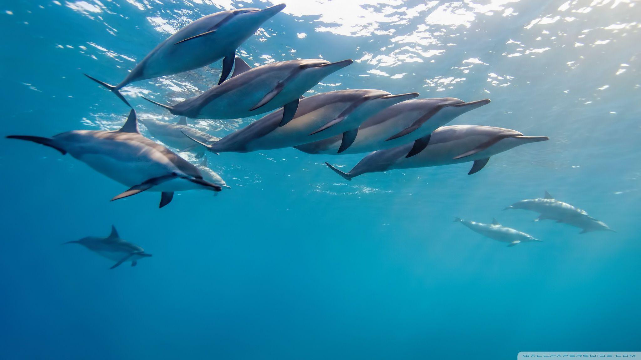 2048x1152 Dolphins Underwater Ultra HD Desktop Background Wallpaper for 4K UHD TV : Widescreen & UltraWide Desktop & Laptop : Tablet