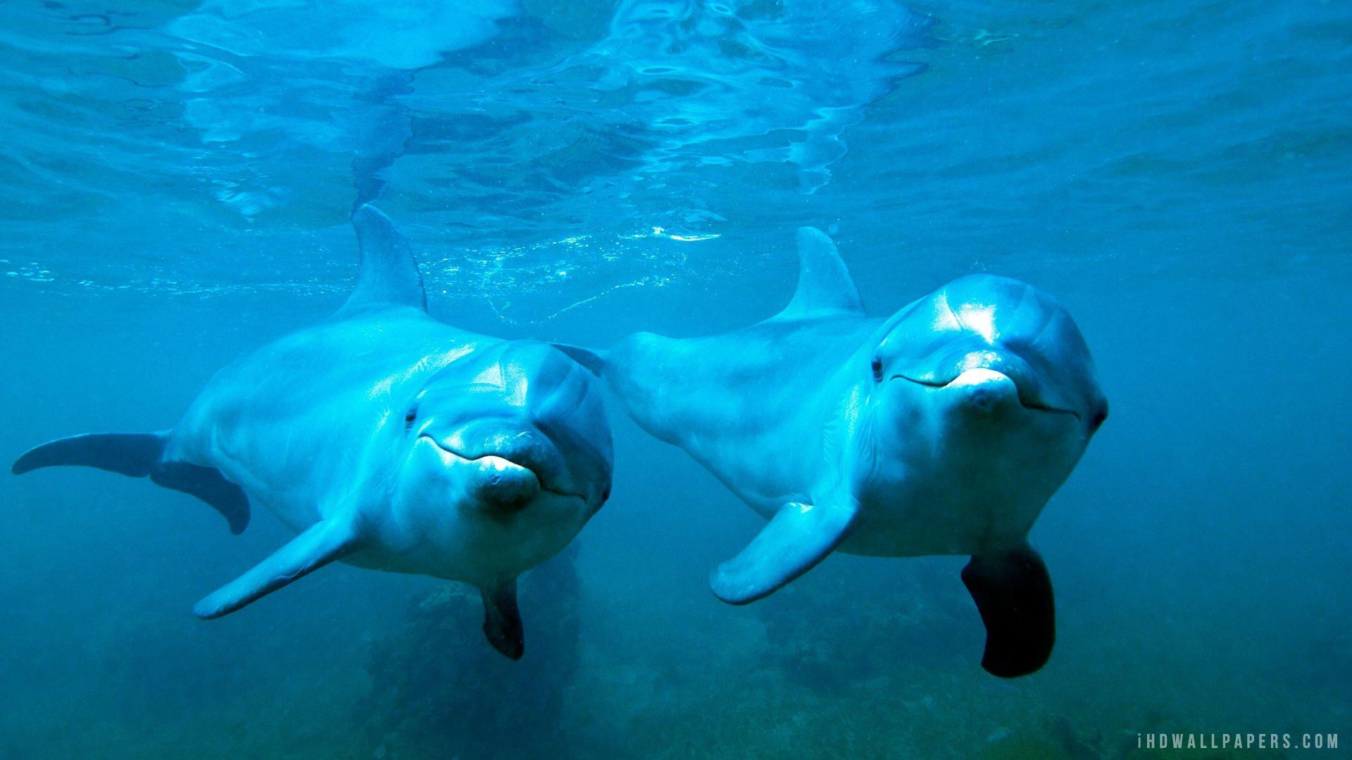 dolphin on macbook pro vega 20 dolphin on macbook pro vega 20