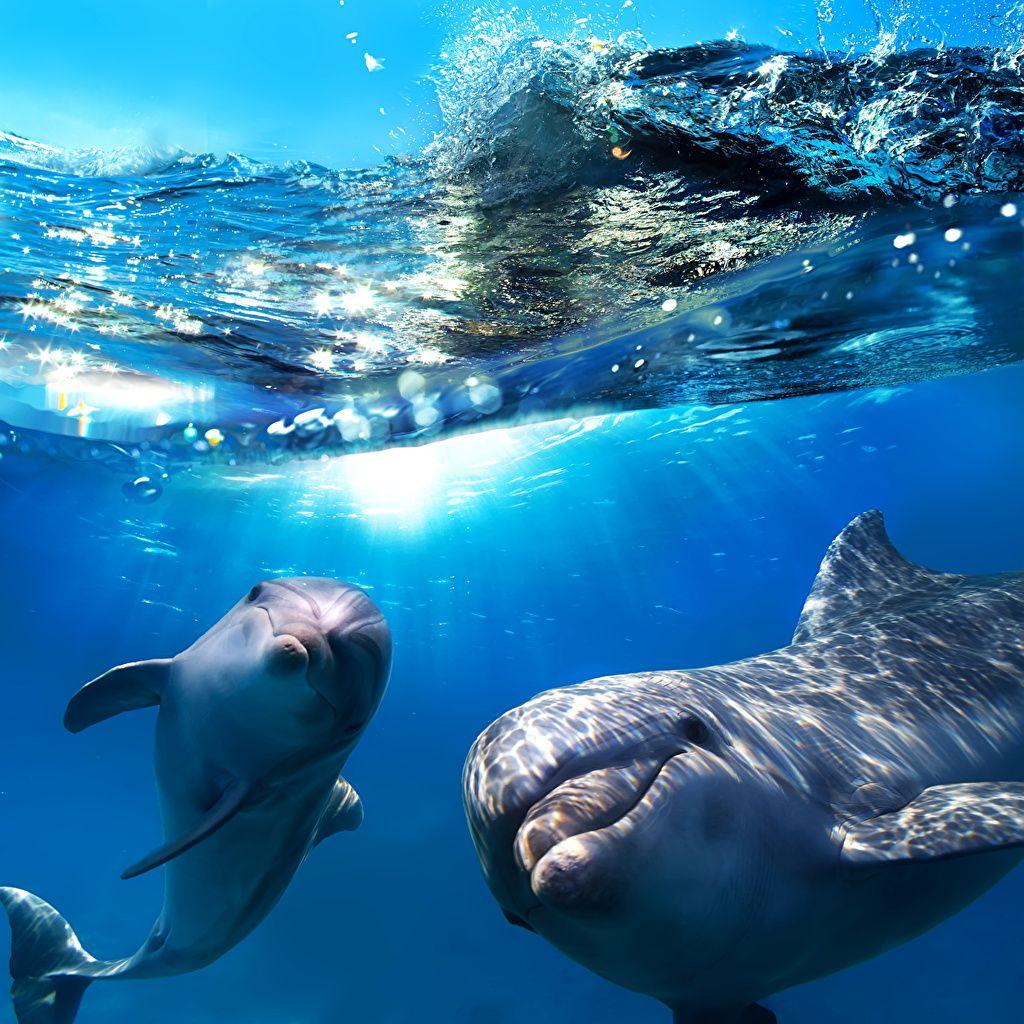 Dolphins Underwater Wallpapers - Top Free Dolphins Underwater 