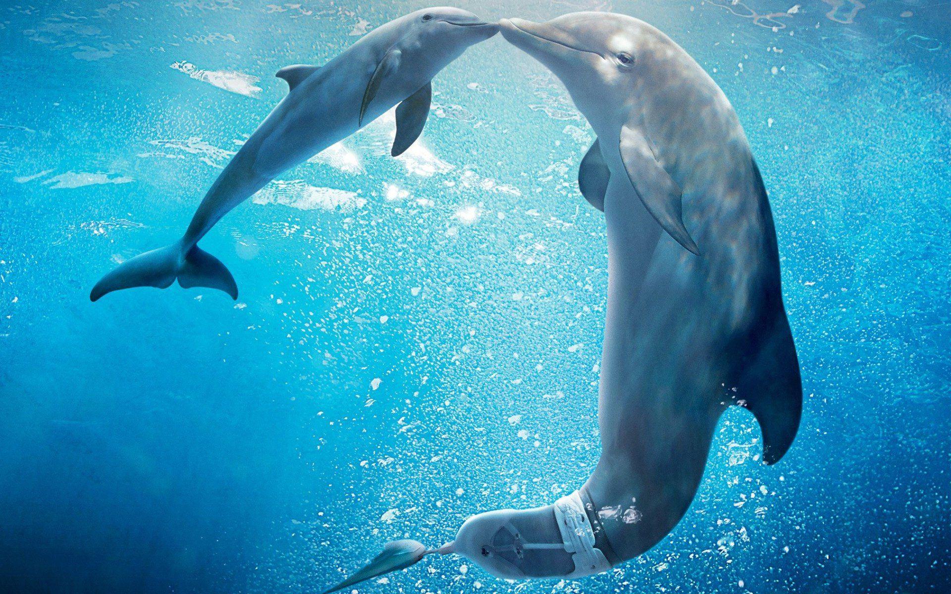 1920x1200 Free download Dolphin Wallpaper HD Picture One HD Wallpaper Picture Background [1920x1200] for your Desktop, Mobile & Tablet. Explore Dolphin Underwater Wallpaper. Underwater Wallpaper HD, Hawaii Underwater Wallpaper, Underwater Desktop Wallpaper