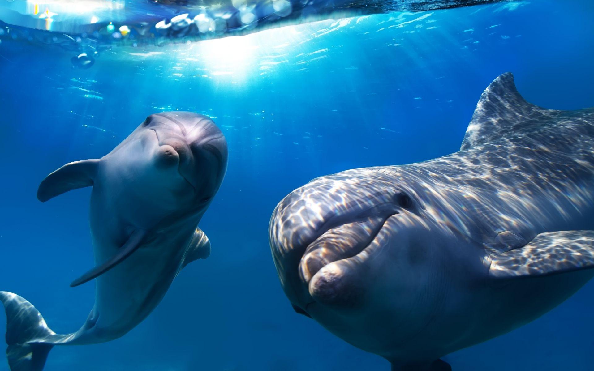 1920x1200 Dolphin underwater wallpaperx1200