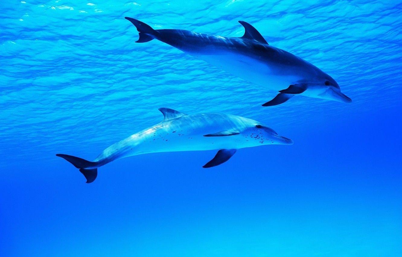 1332x850 Wallpaper sea, the ocean, dolphins, worlds, underwater image for desktop, section животные