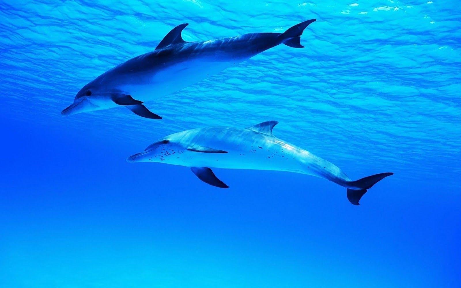 1600x1000 Free download HD Dolphins Wallpaper and Photo HD Animals Wallpaper [1600x1000] for your Desktop, Mobile & Tablet. Explore Dolphin Underwater Wallpaper. Underwater Wallpaper HD, Hawaii Underwater Wallpaper, Underwater Desktop Wallpaper