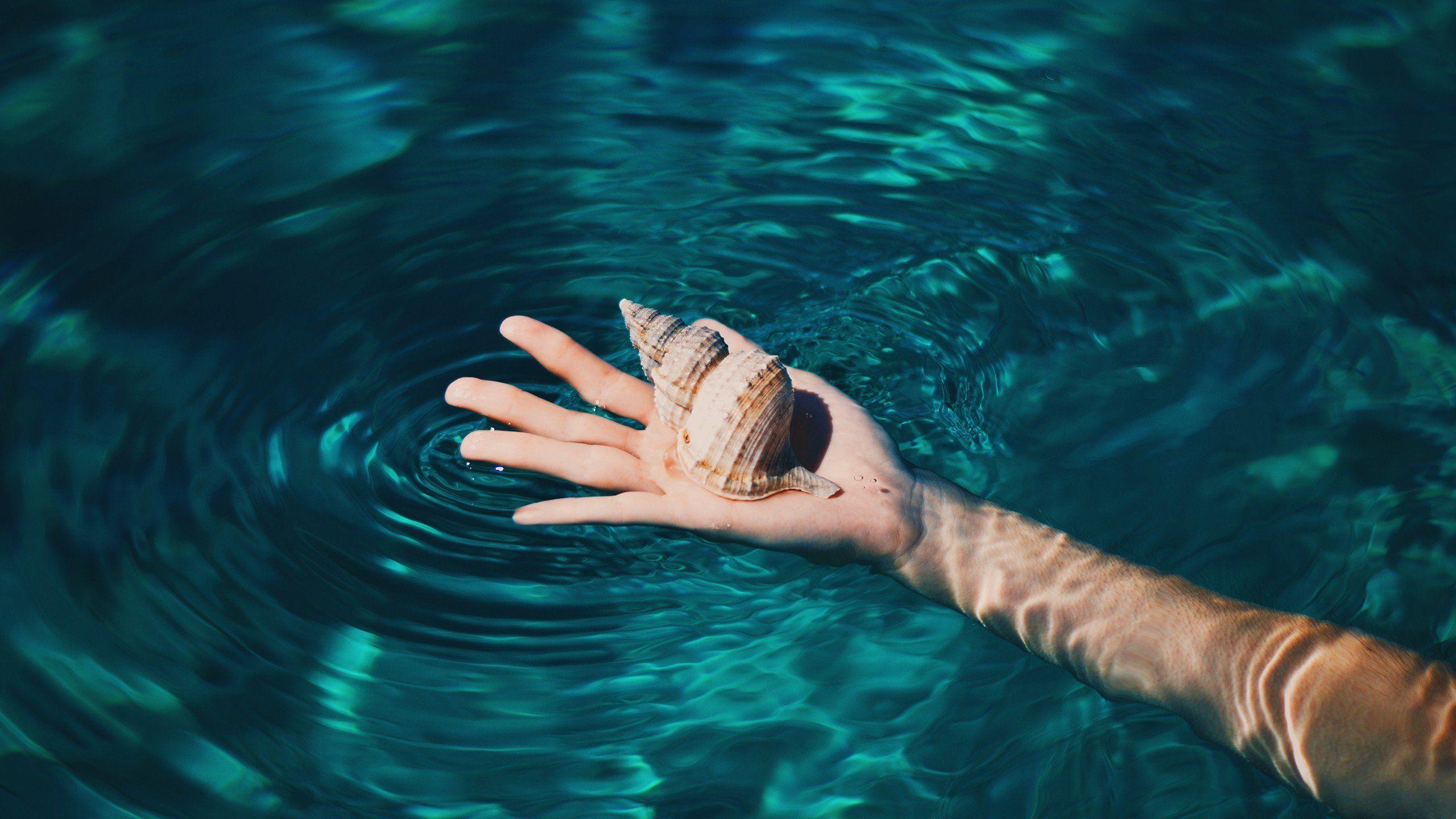 2560x1440 hands, Seashell, Water, Tropical, Clear water HD Wallpaper / Desktop and Mobile Image & Photo