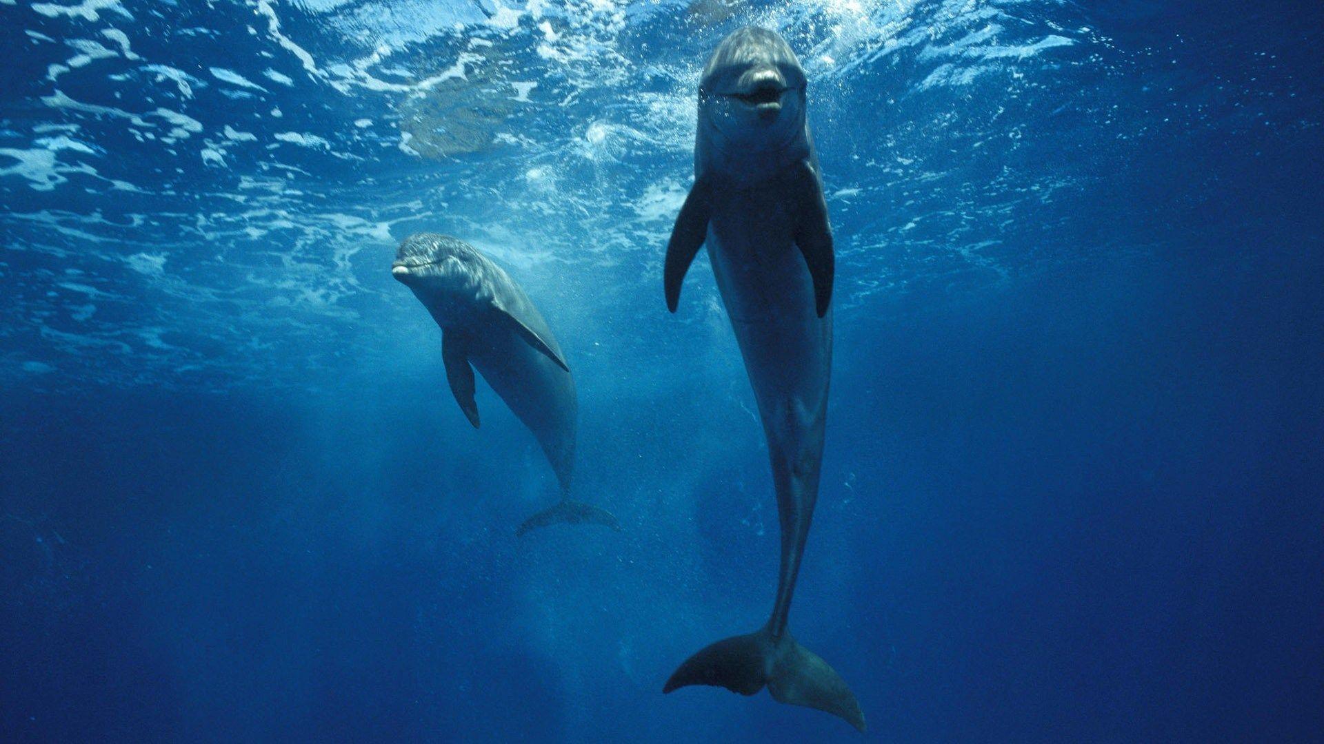 1920x1080 Dolphin Wallpaper