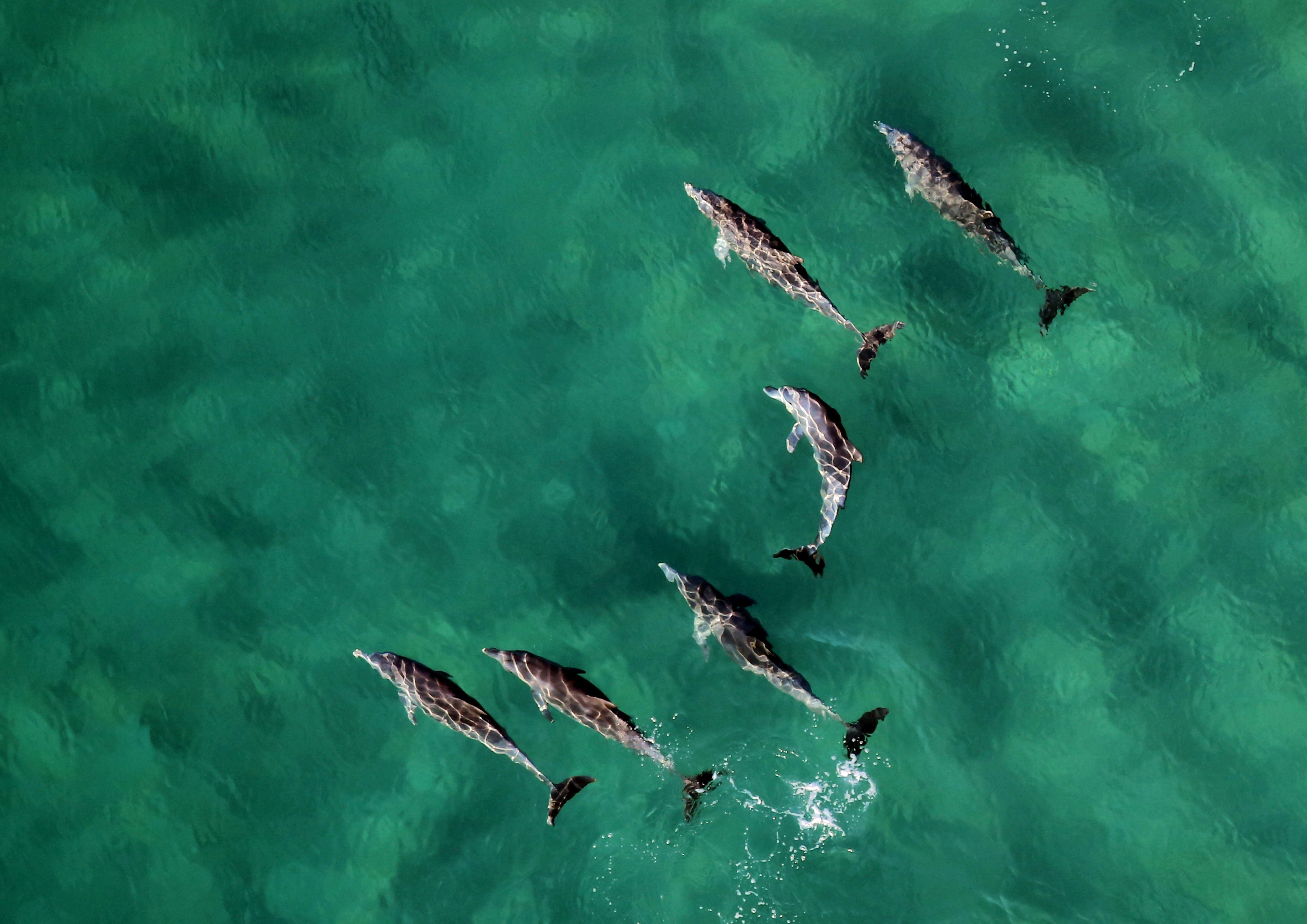 4961x3508 Dolphins 4K wallpaper for your desktop or mobile screen free and easy to download