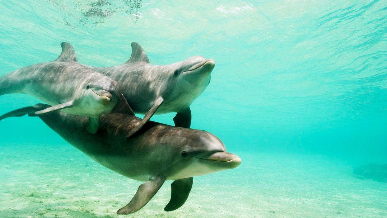 1244x700 Dolphins underwater wallpaperx1080