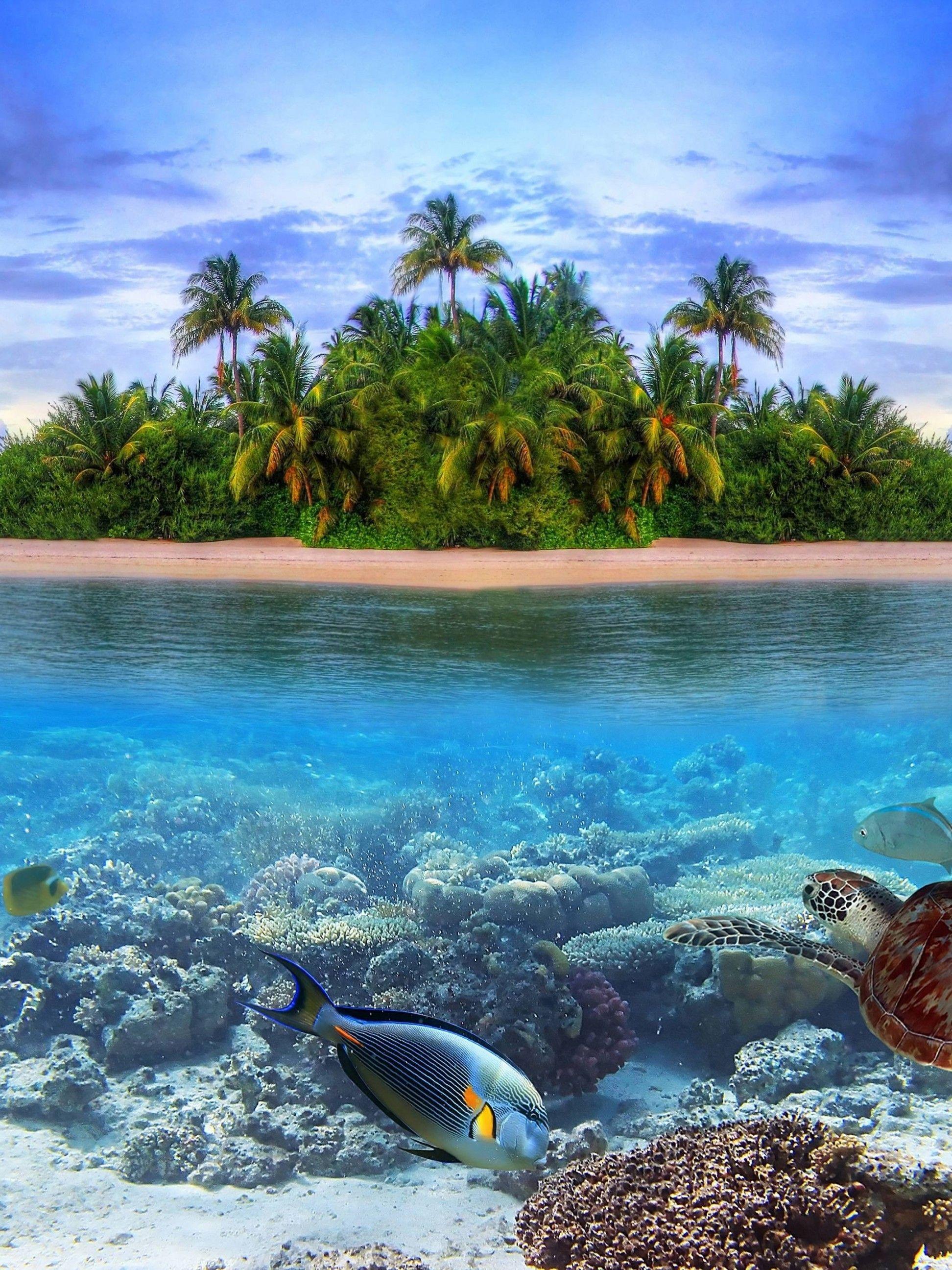 1944x2592 Download 1944x2592 Turtle, Fishes, Water, Tropical Island, Maldives Wallpaper