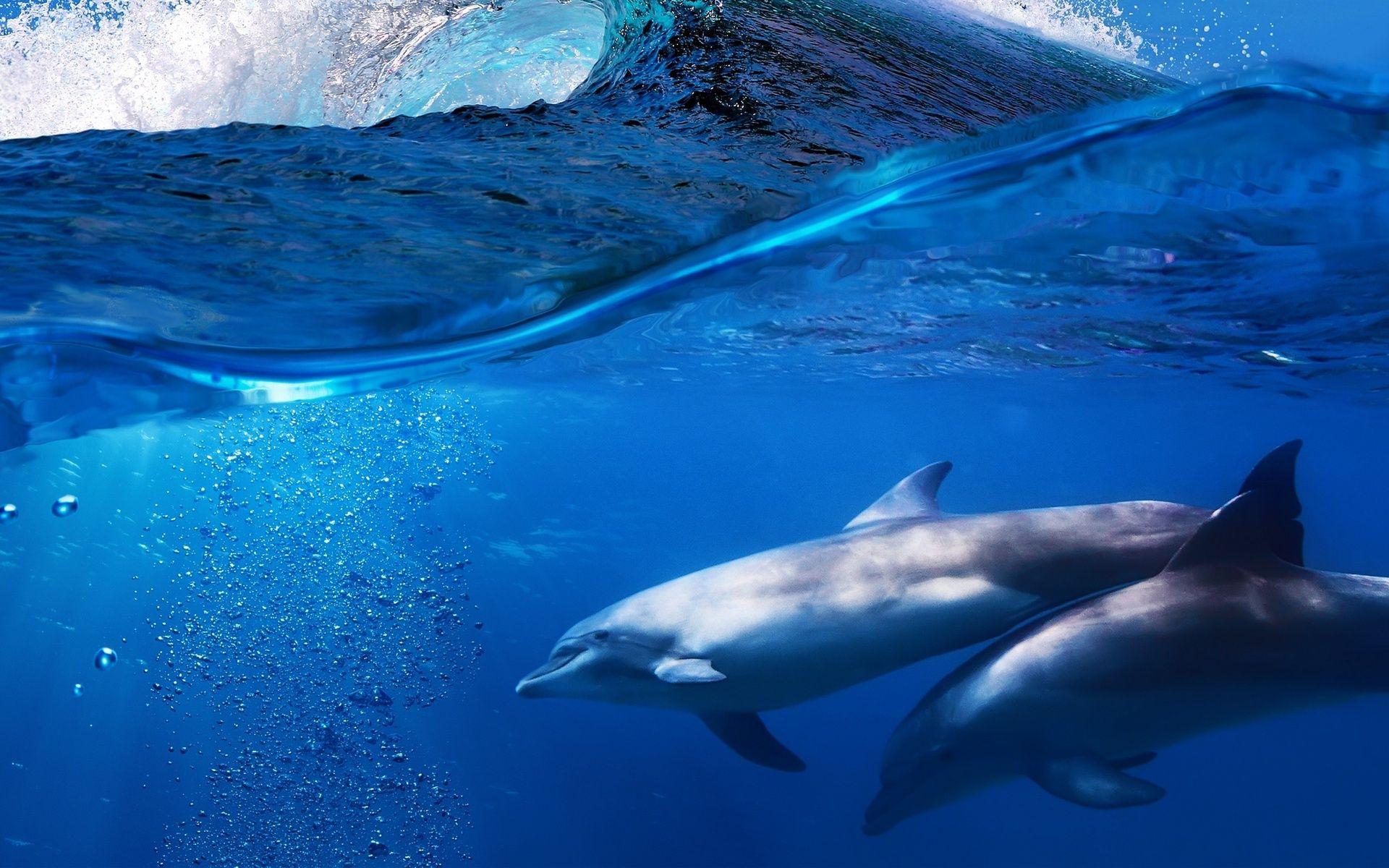 1920x1200 dolphins, Underwater, Ocean, Sea, Ocean, Dolphin Wallpaper HD / Desktop and Mobile Background