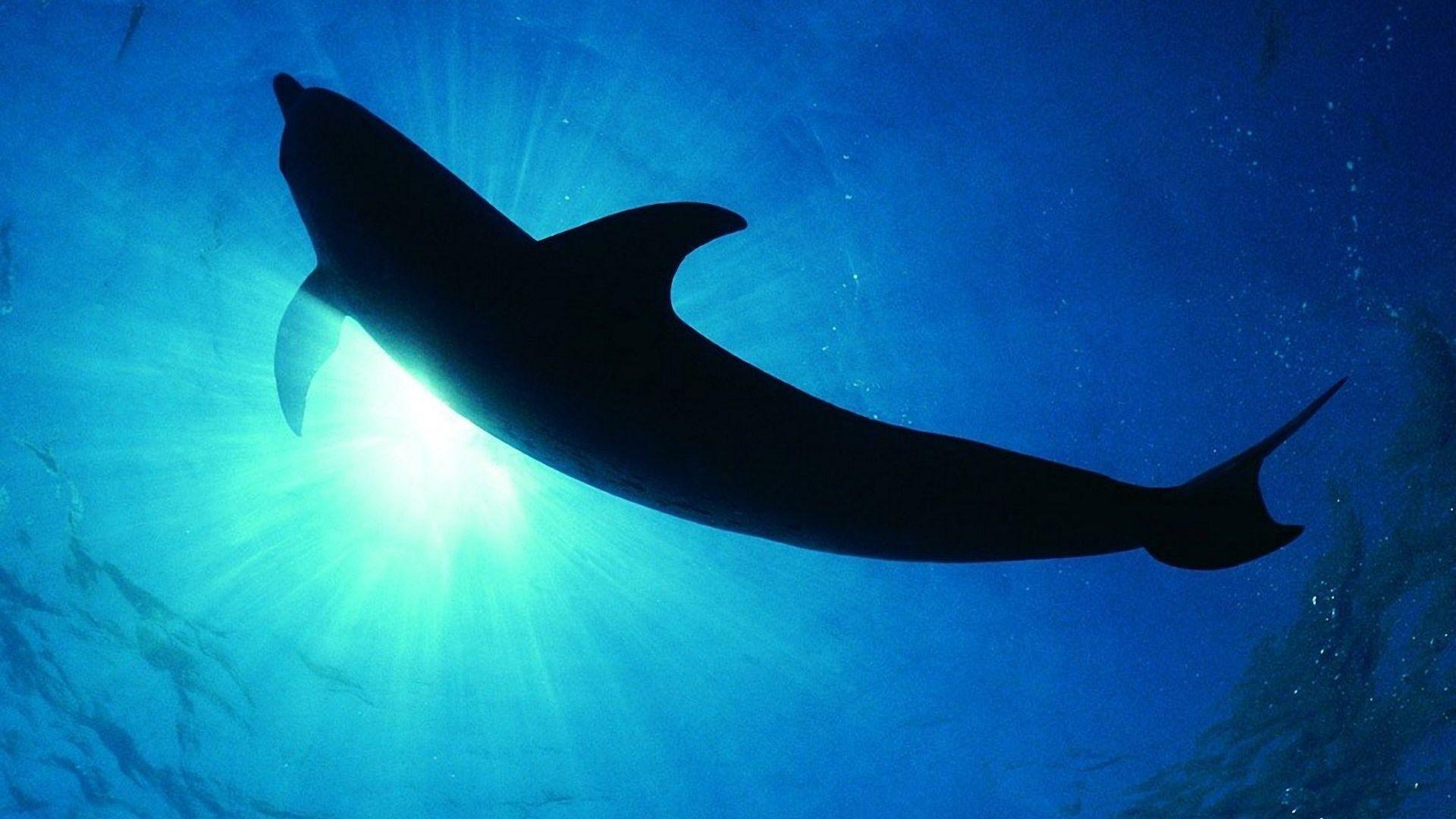 1920x1080 Dolphin, underwater, animal