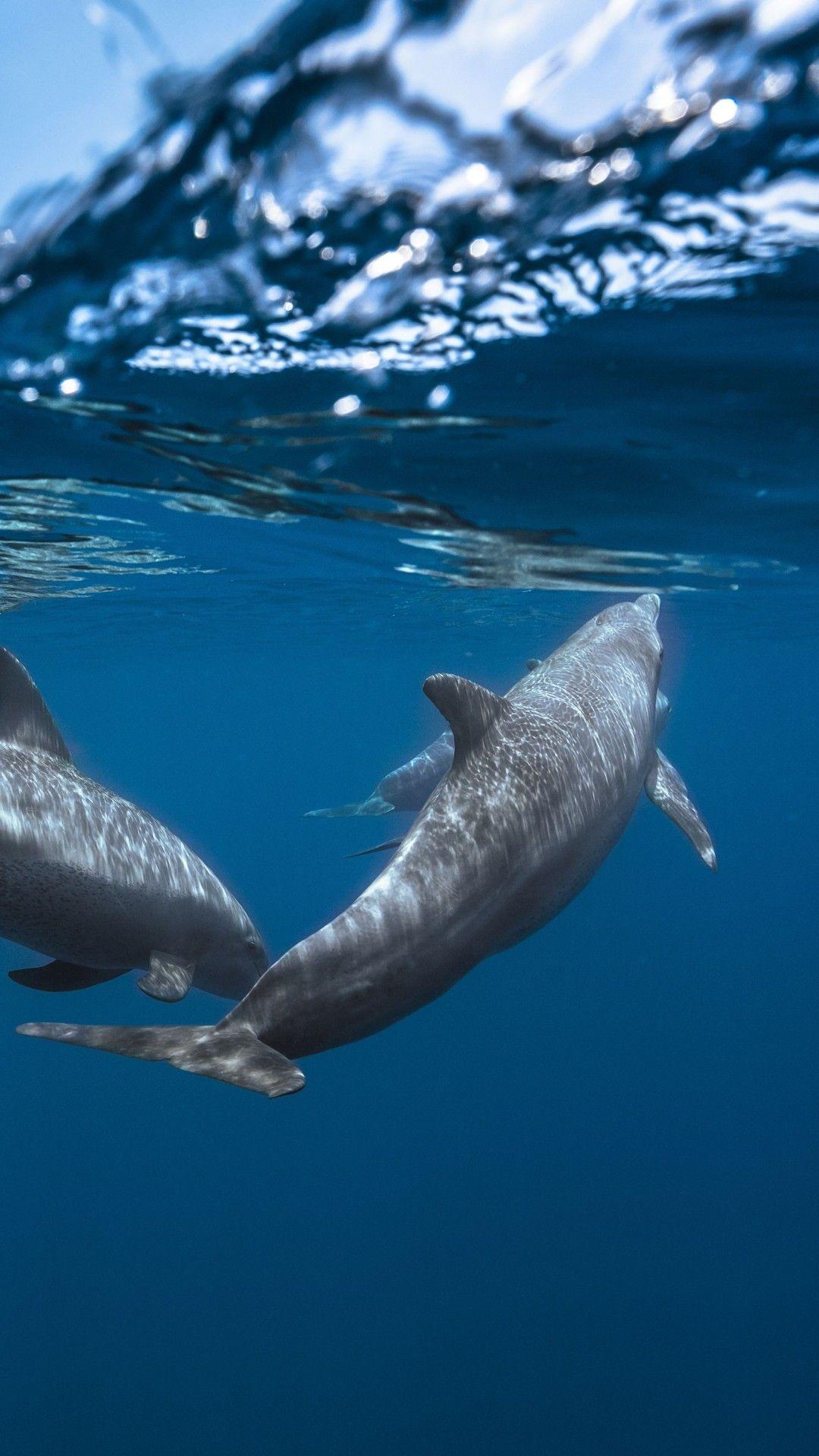 1080x1920 Wallpaper Dolphins, Underwater, HD, 4K, Animals,. Wallpaper for iPhone, Android, Mobile and Desktop