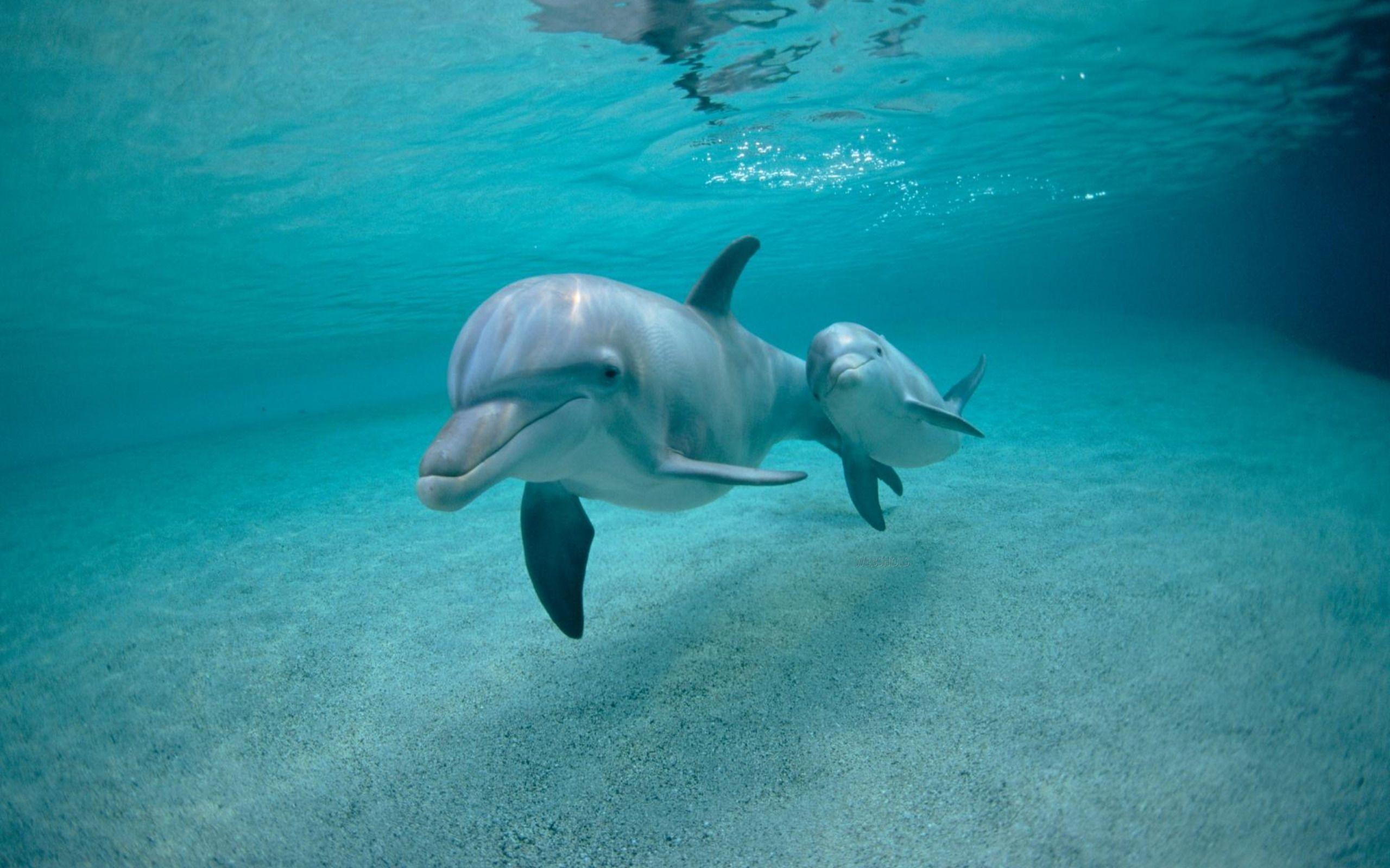 2560x1600 fish, dolphins, mammals, underwater wallpaper