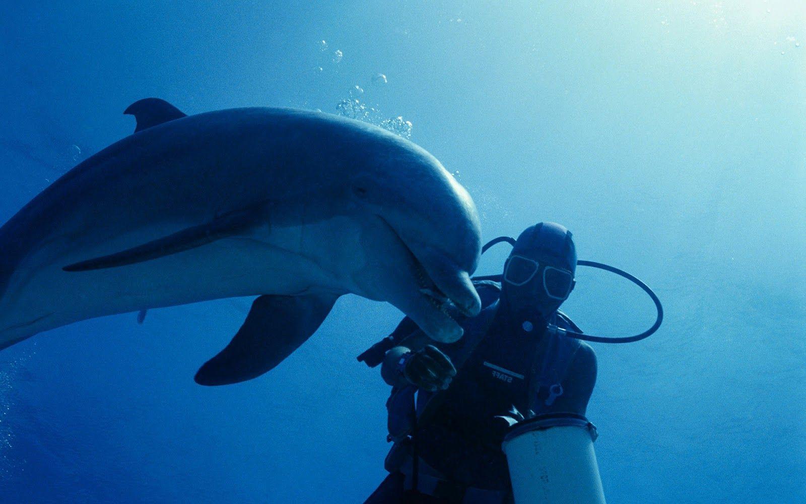 1600x1000 Free download dolphins wallpaper with underwater dolphin with a diver background [1600x1000] for your Desktop, Mobile & Tablet. Explore Dolphin Underwater Wallpaper. Underwater Wallpaper HD, Hawaii Underwater Wallpaper, Underwater Desktop Wallpaper