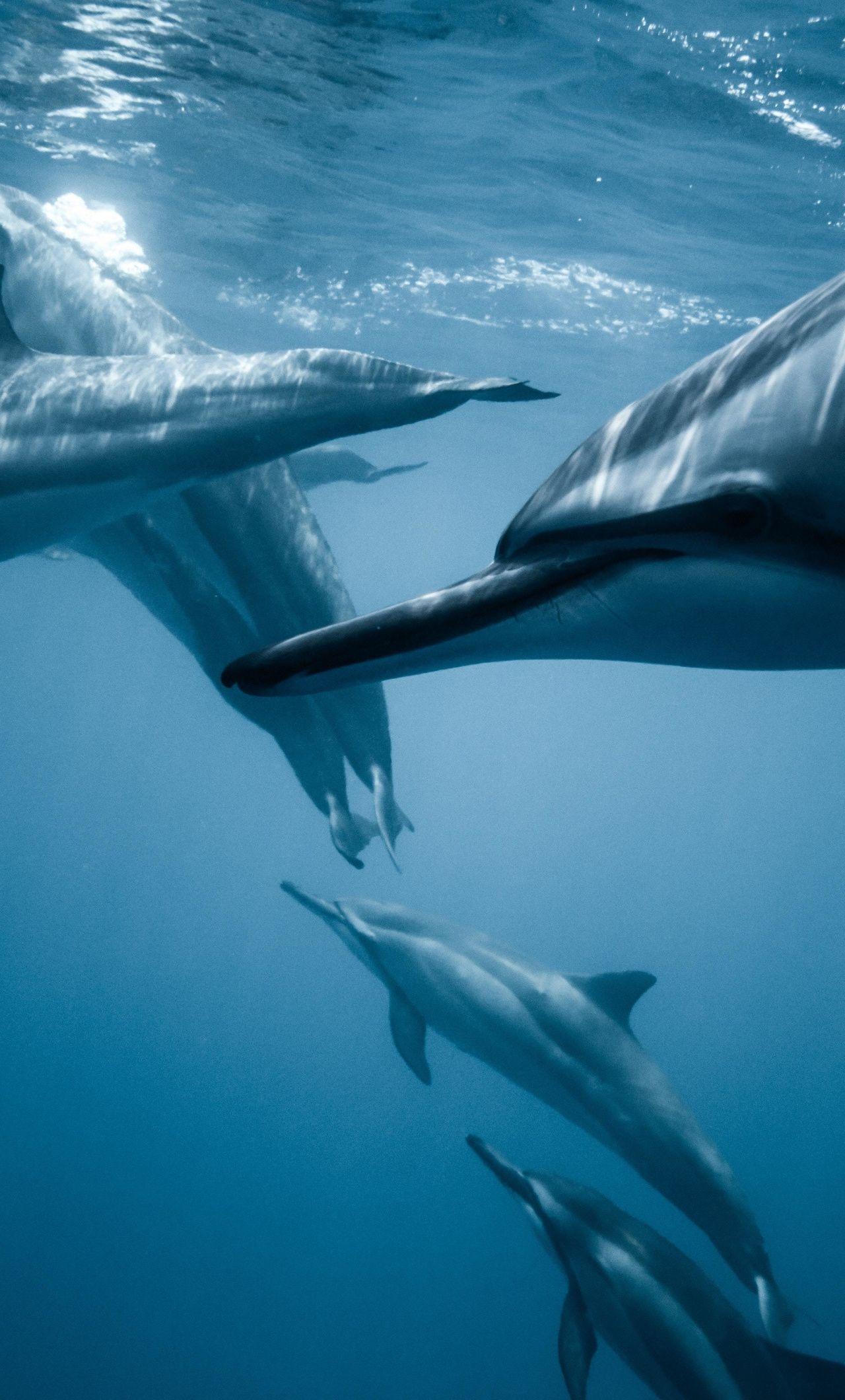 1280x2120 Fishes, dolphins, underwater wallpaper. Underwater wallpaper, Dolphins, Animal wallpaper