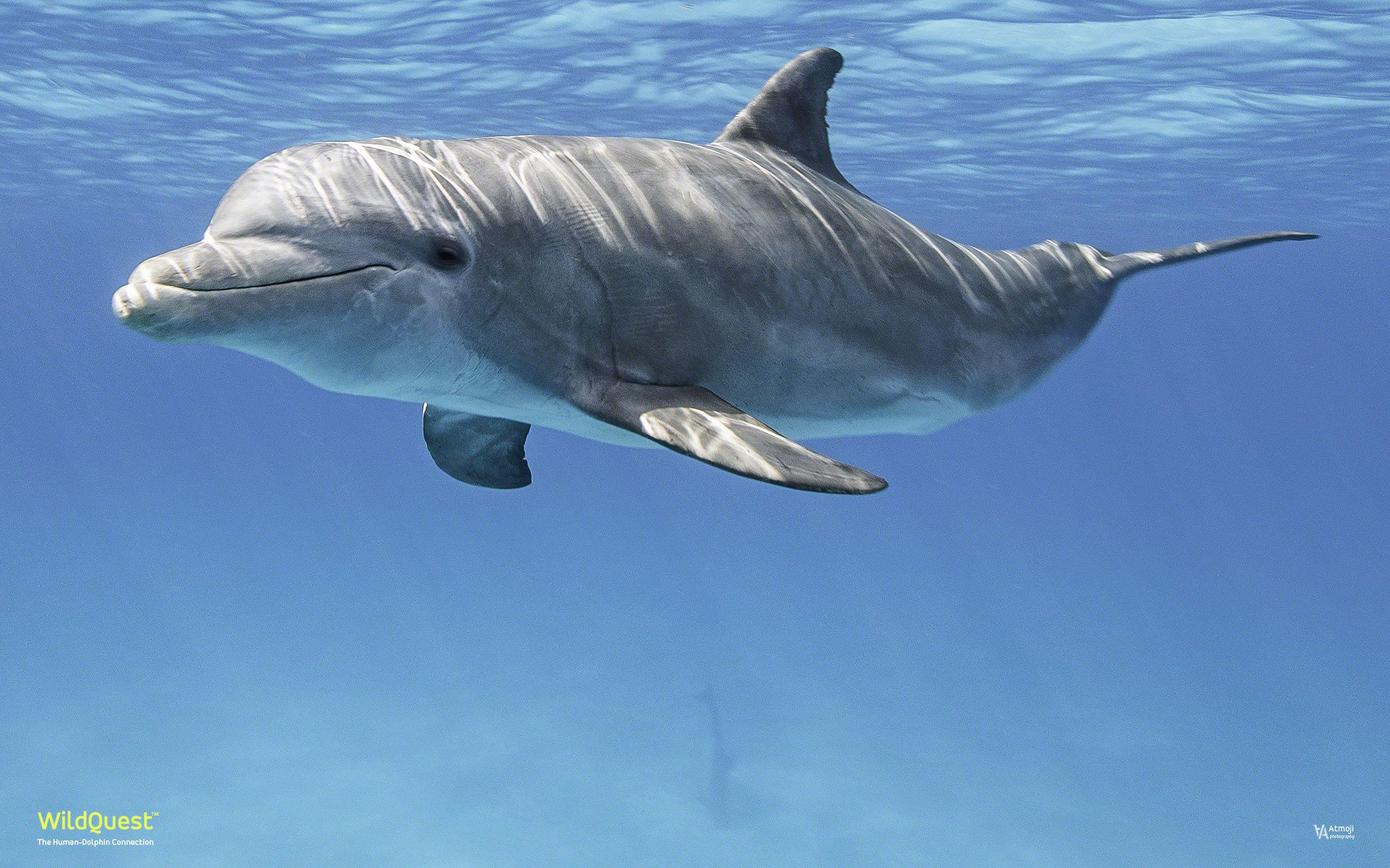 2880x1800 Wallpaper Selection. WildQuest. Wild Dolphin Swims Bahamas