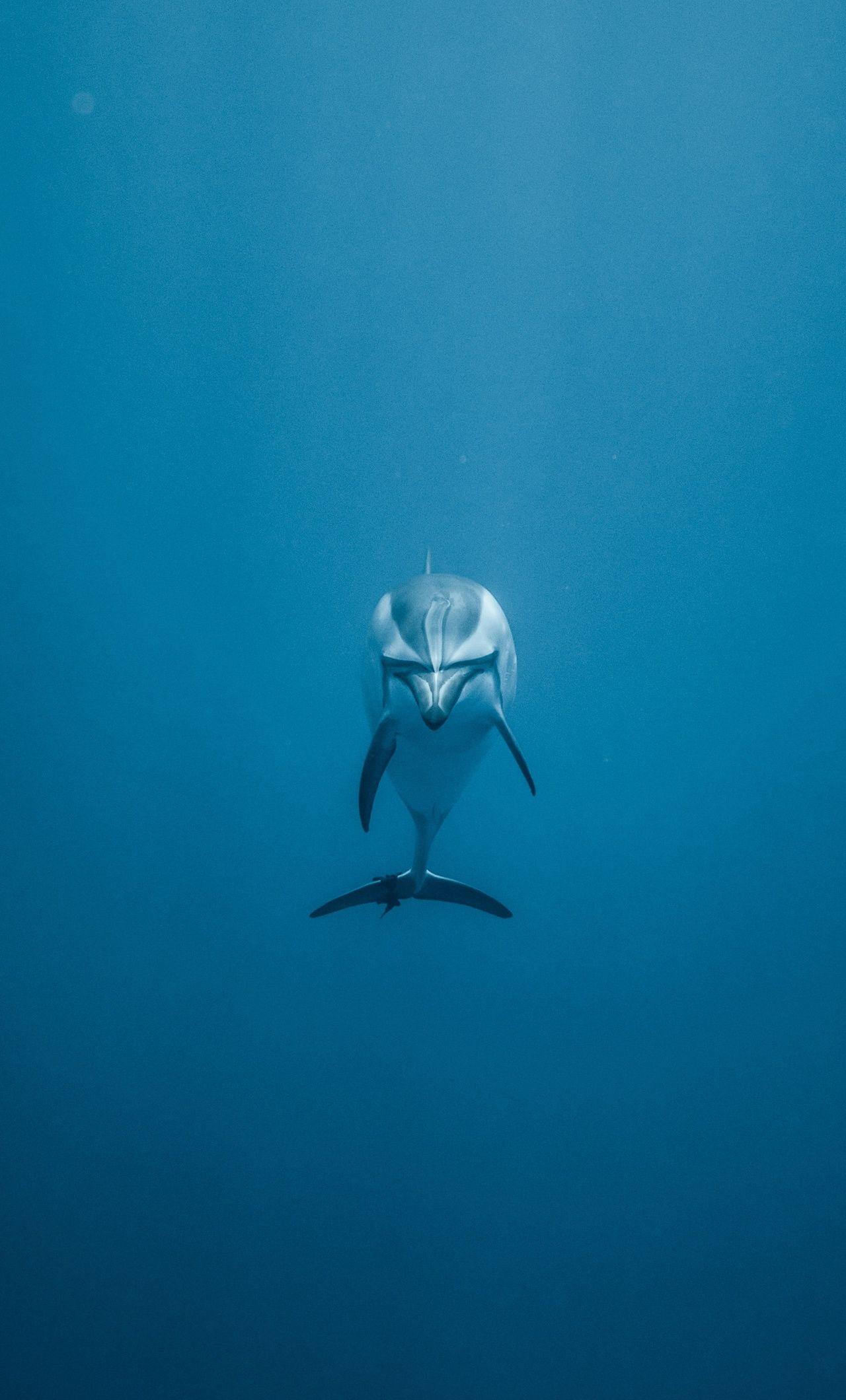 1280x2120 Dolphin Underwater 5k iPhone HD 4k Wallpaper, Image, Background, Photo and Picture