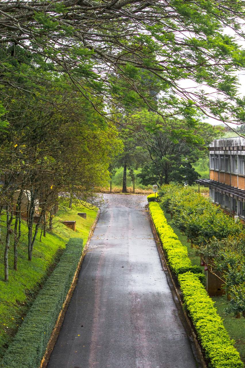 853x1280 Road among trees wallpaper