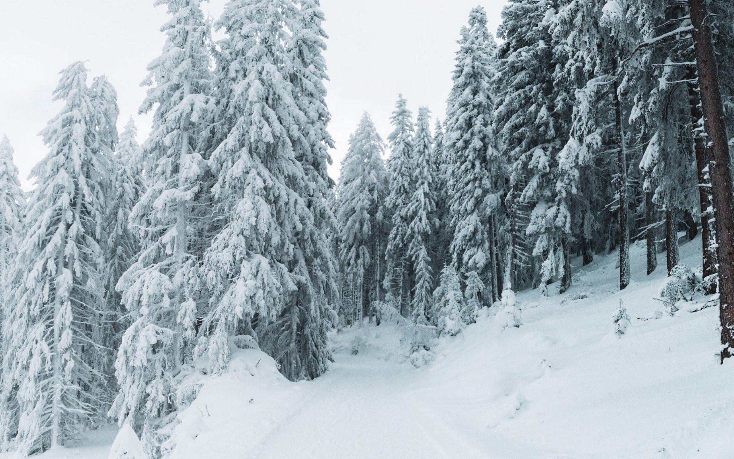 2560x1600 Snowy path among trees HD Wallpaper 13 Retina Macbook Pro