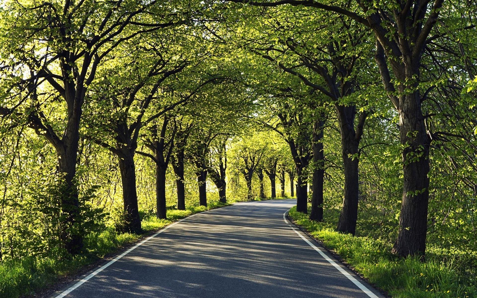 1920x1200 Road Among Trees