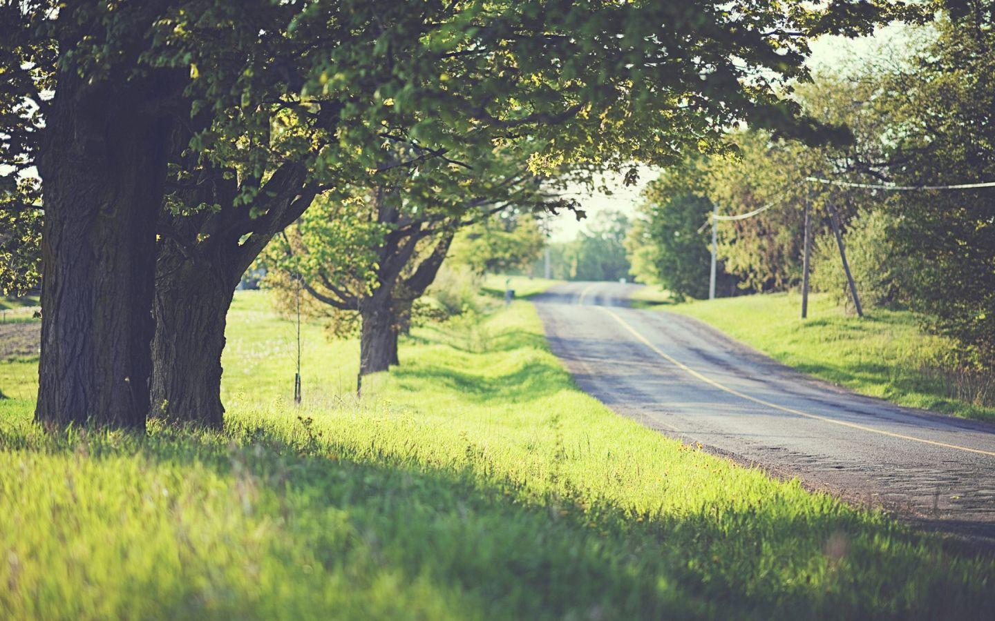 1440x900 Road among trees Desktop wallpaper 1440x900