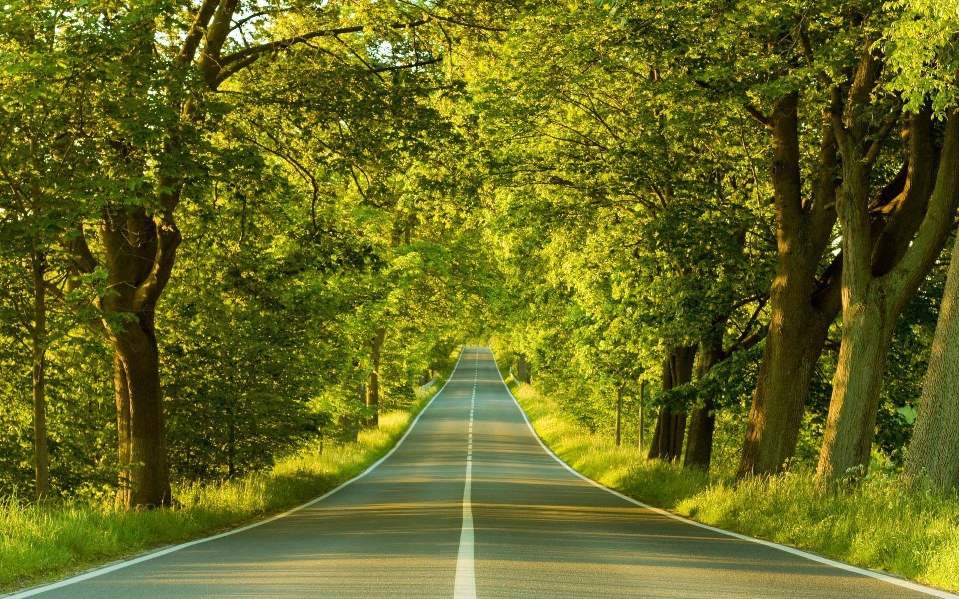 1920x1200 Road Among Trees