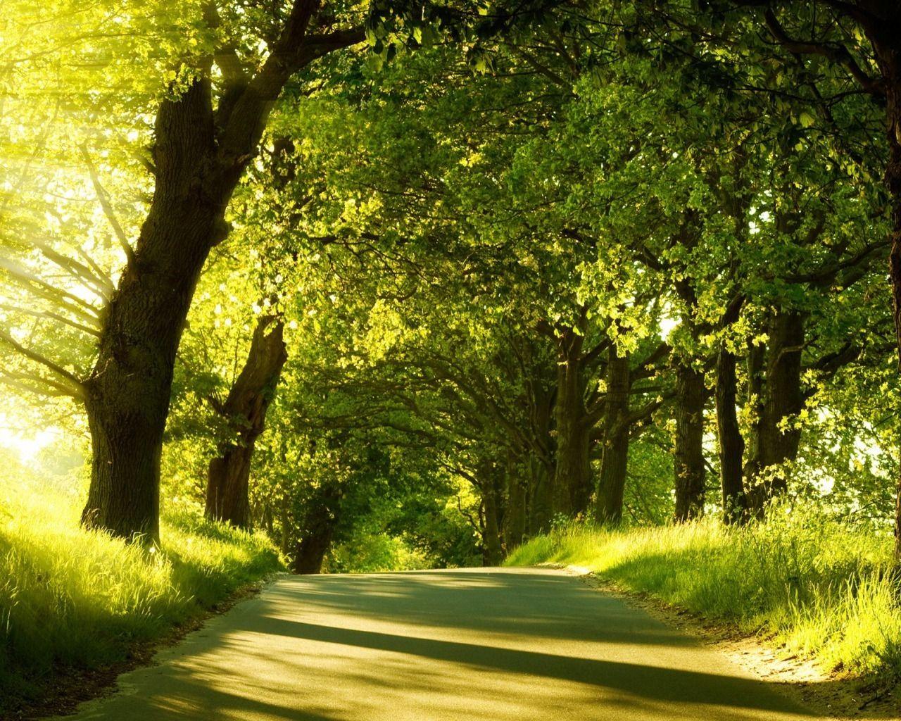 1280x1024 Download wallpaper: sun light among trees, download photo, wallpaper for desktop, Forest