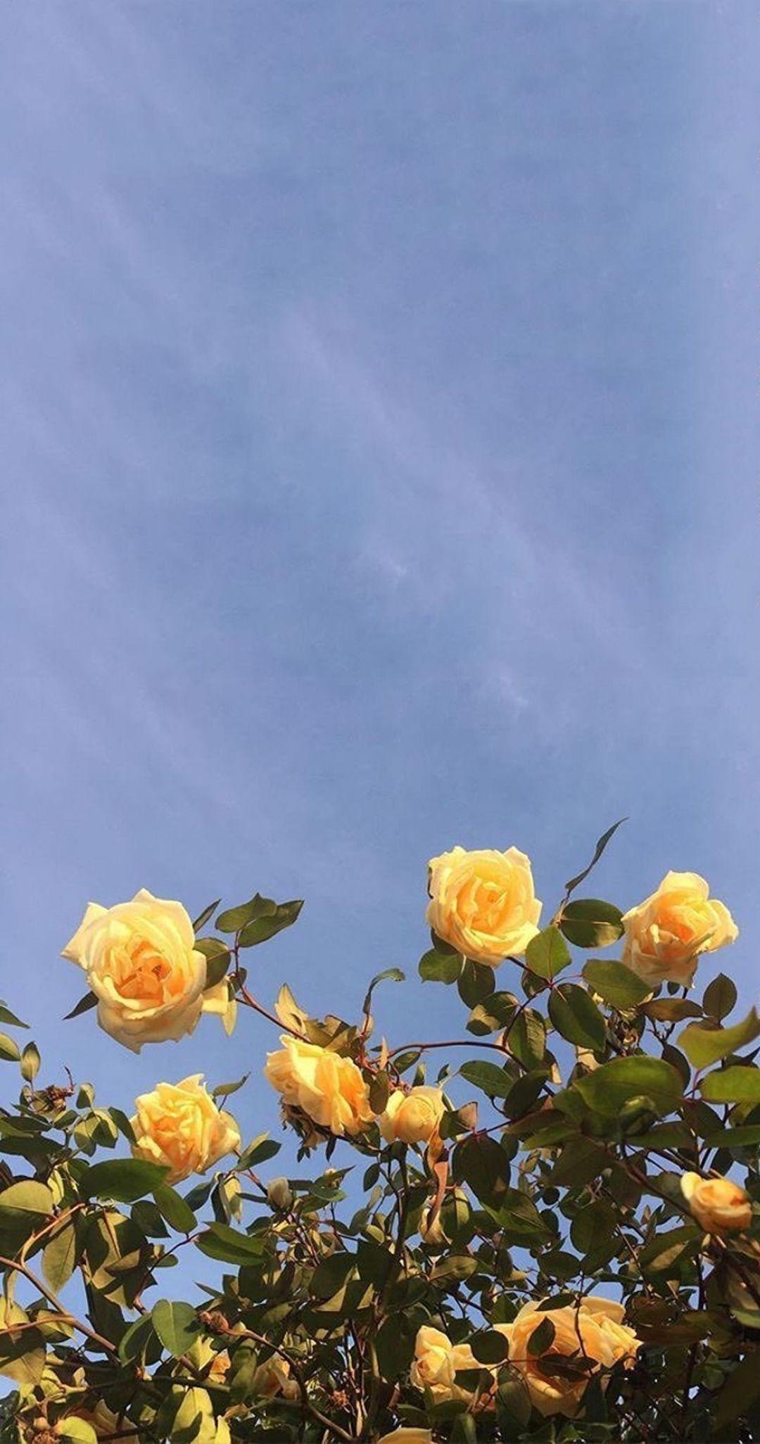 1080x2052 Aesthetic Sunflowers And Roses Background Wallpaper Portal
