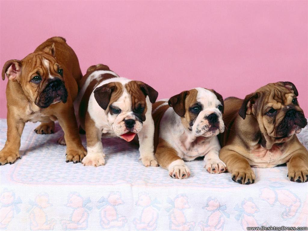 1024x768 Desktop Wallpaper Animals Background The Usual Suspects