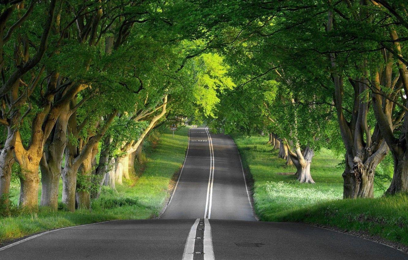 1332x850 Wallpaper Nature, road, roads, tree image for desktop, section природа