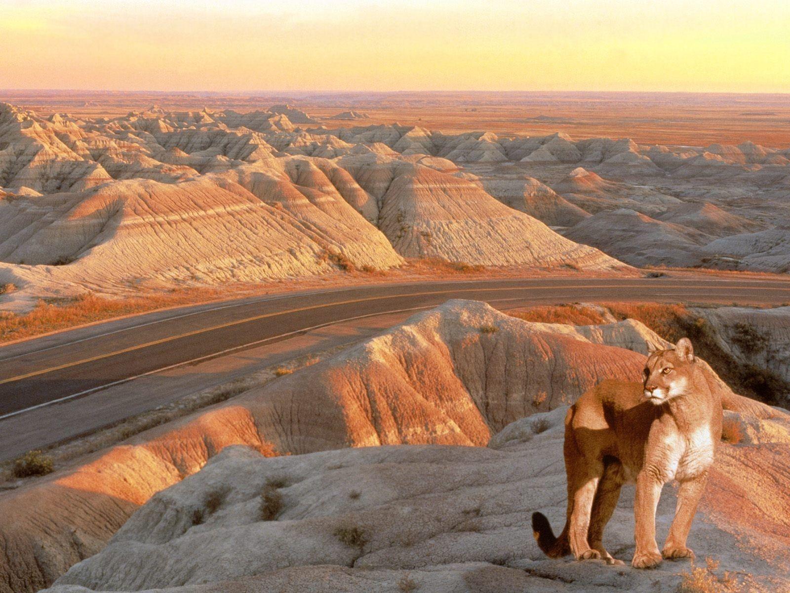 1600x1200 mighty badlands mountain lions south dakota 1600x1200 wallpaper High Quality Wallpaper, High Definition Wallpaper