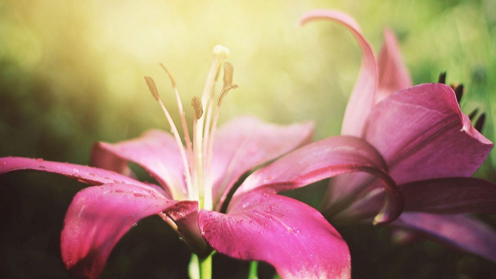 1920x1080 Cool Pink Lily Flower HD S Wallpaper Image High Quality