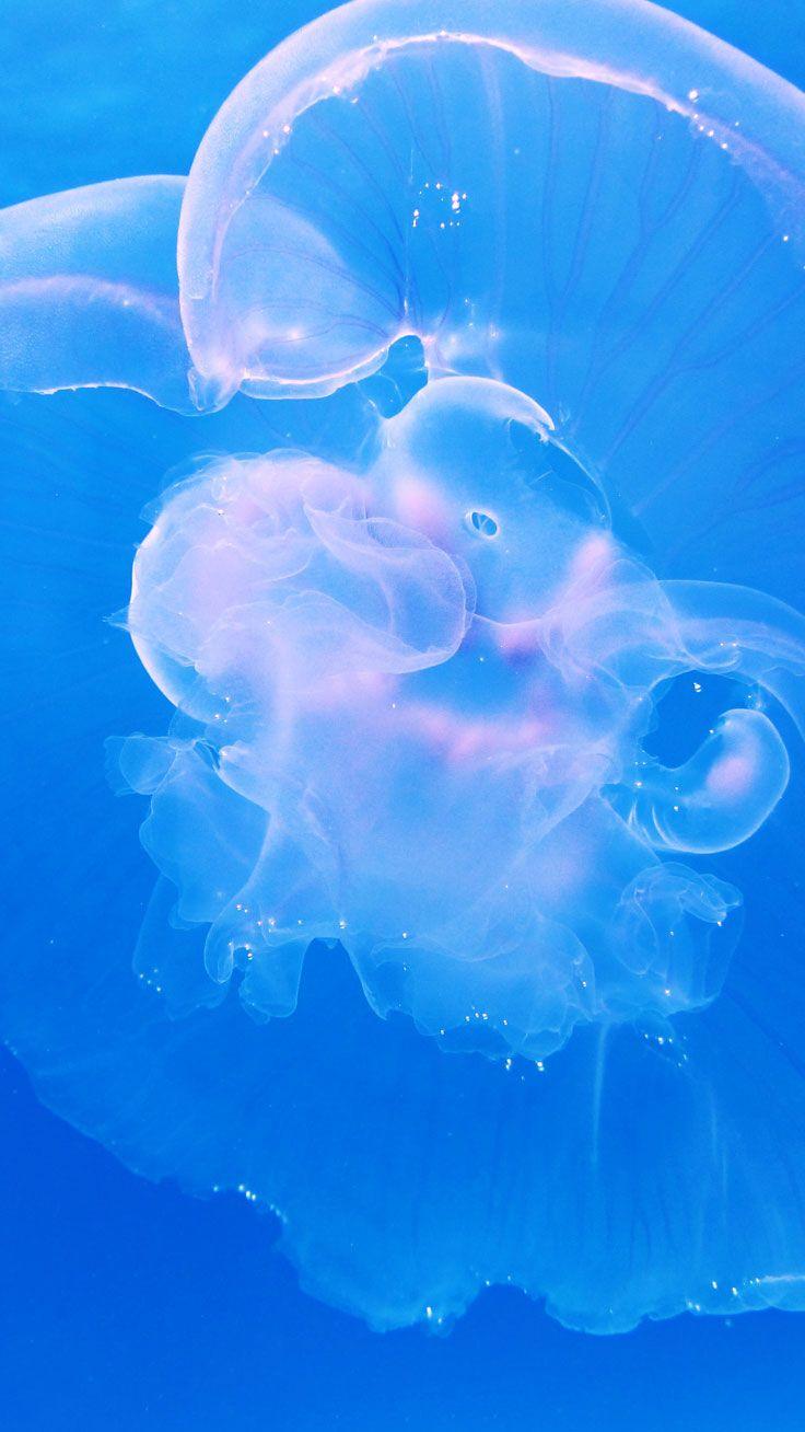 736x1308 Wallpaper Jellyfish Fields