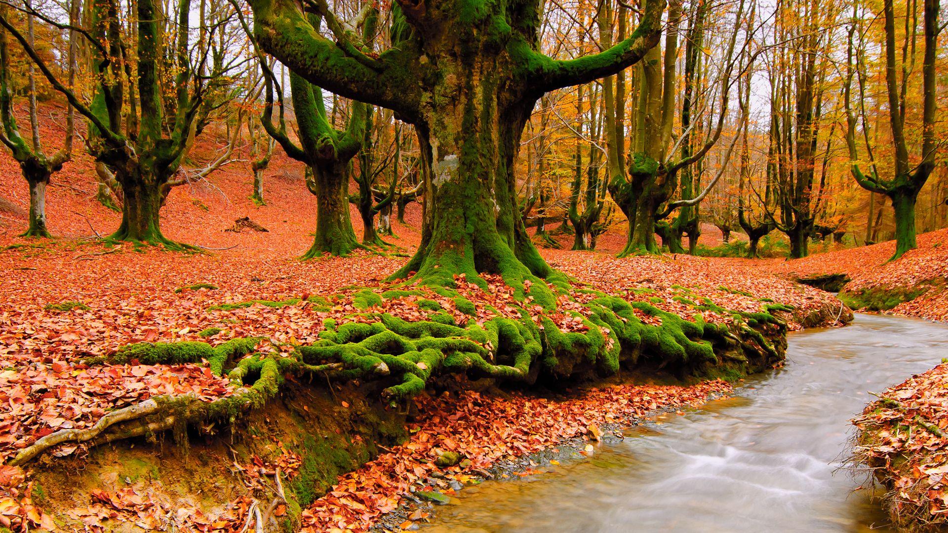 1920x1080 Beautiful Scenery Wallpaper wallpaper