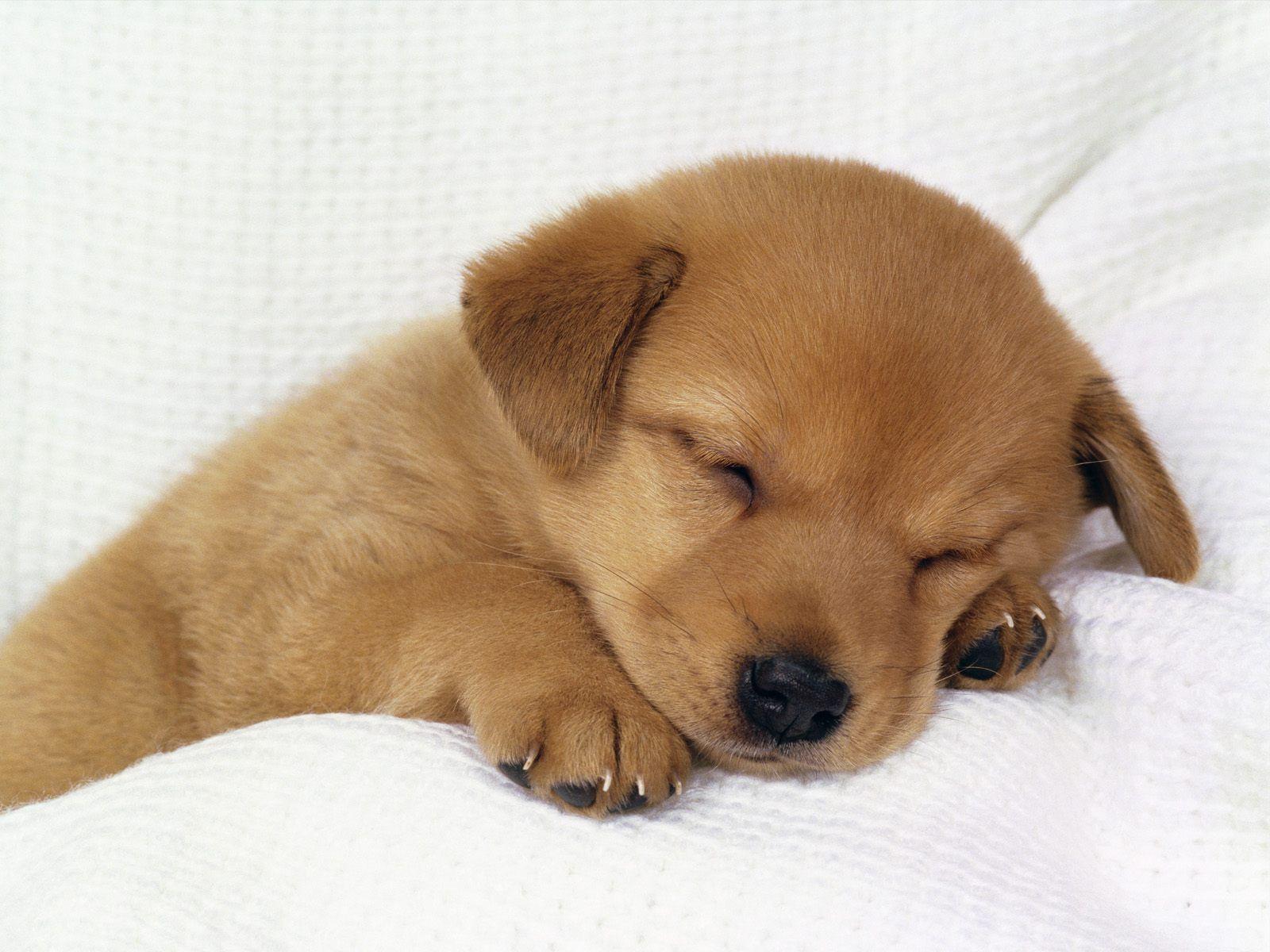 1600x1200 Dogs Wallpaper Background: Cute Baby Dog Wallpaper Background