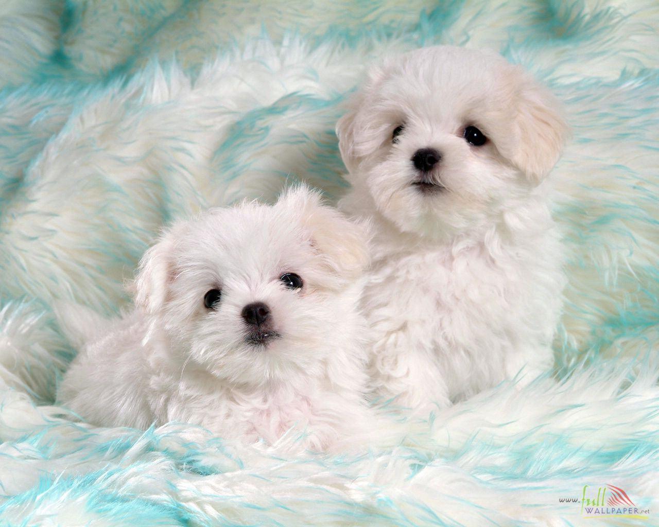 1280x1024 image of cute baby dogs wallpaper