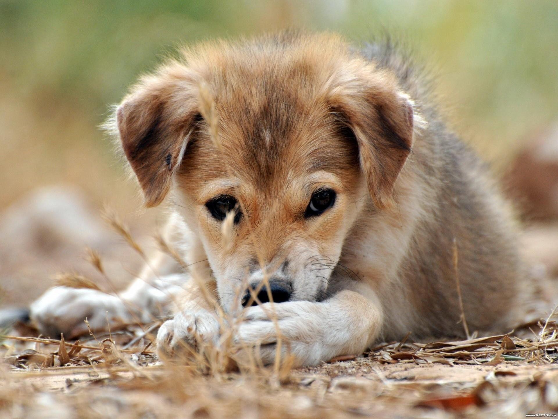 1920x1440 Cute Baby Dog Wallpaper Cute Dogs Pics HD HD Wallpaper