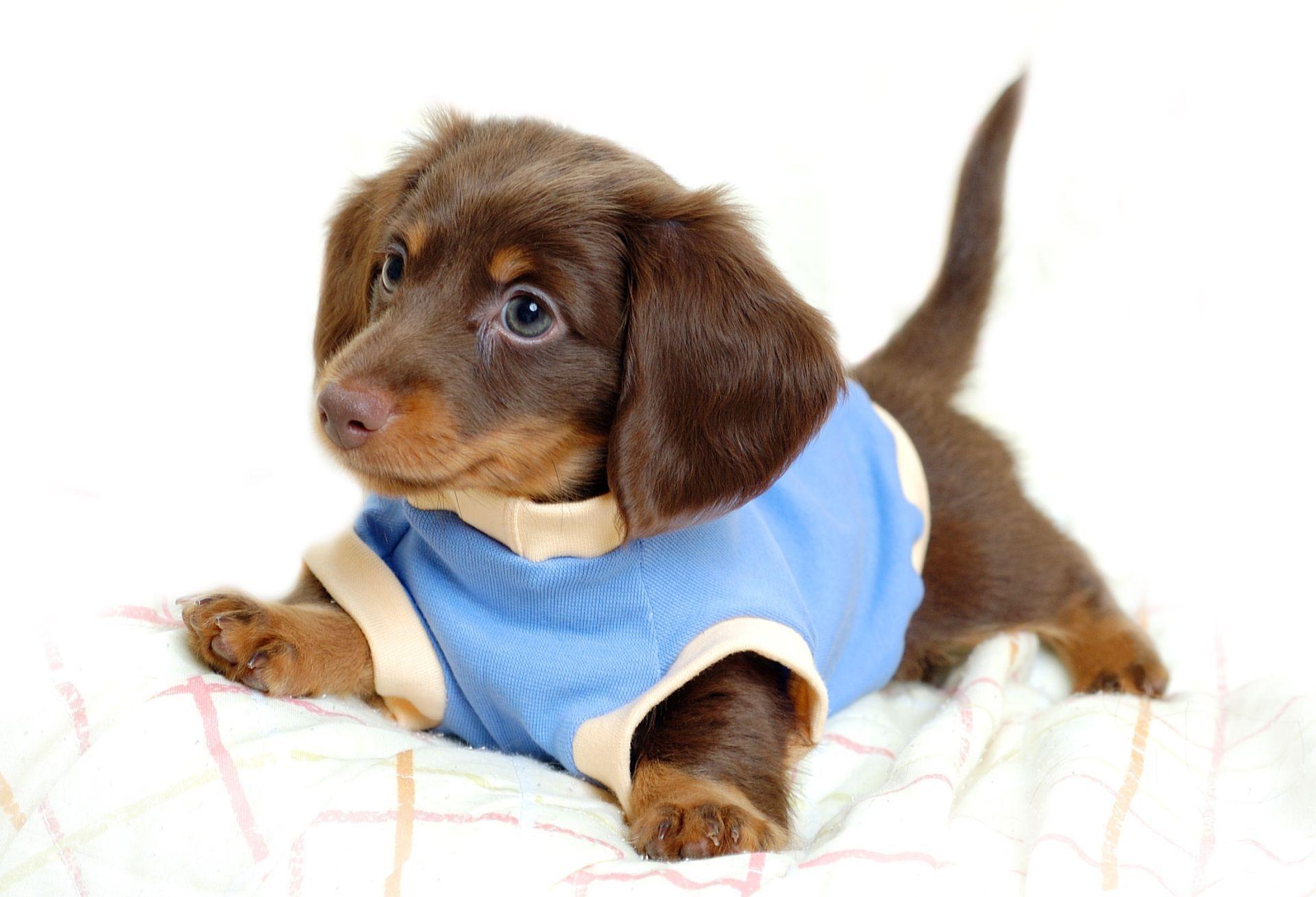 1920x1309 Cute Dog Wallpaper