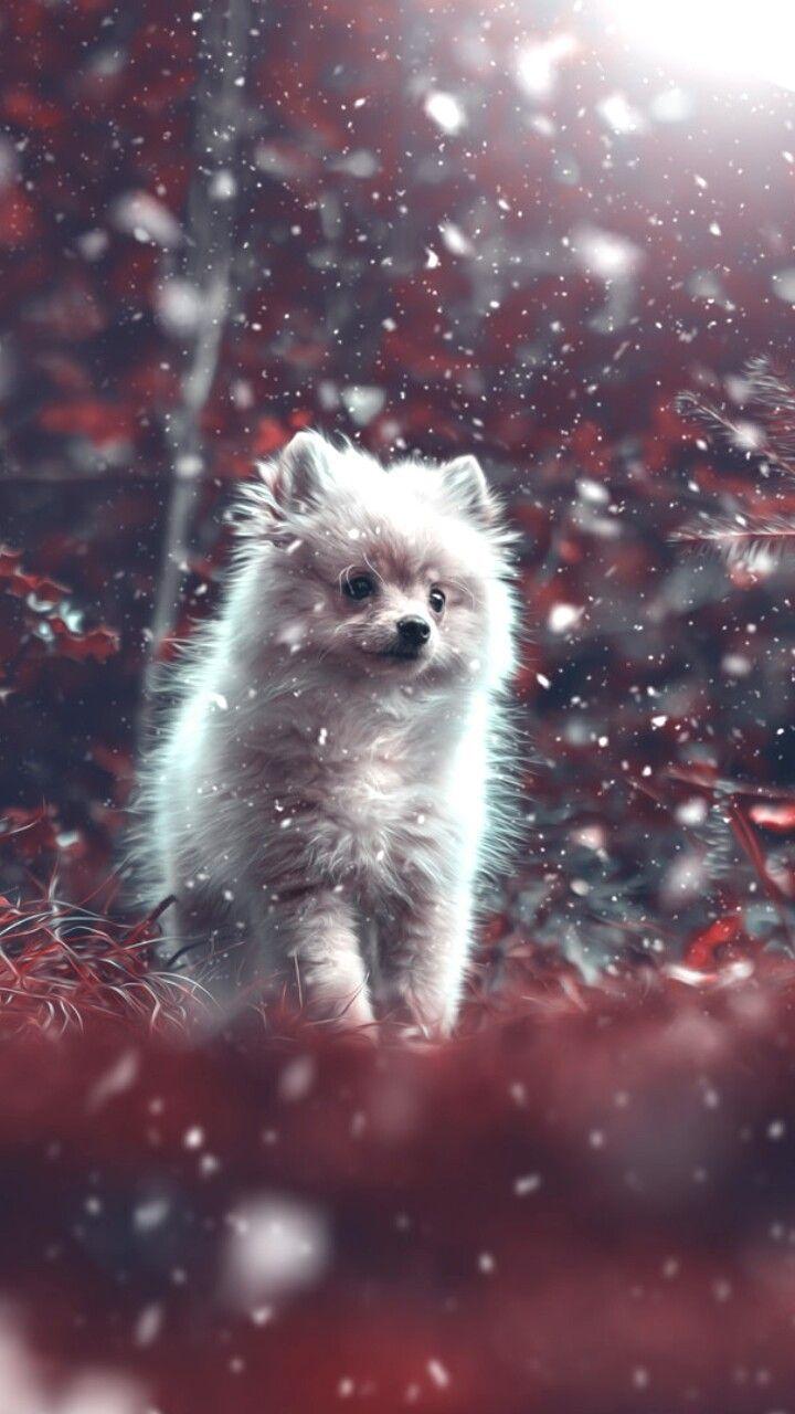 720x1280 Cute Baby Dogs Picture