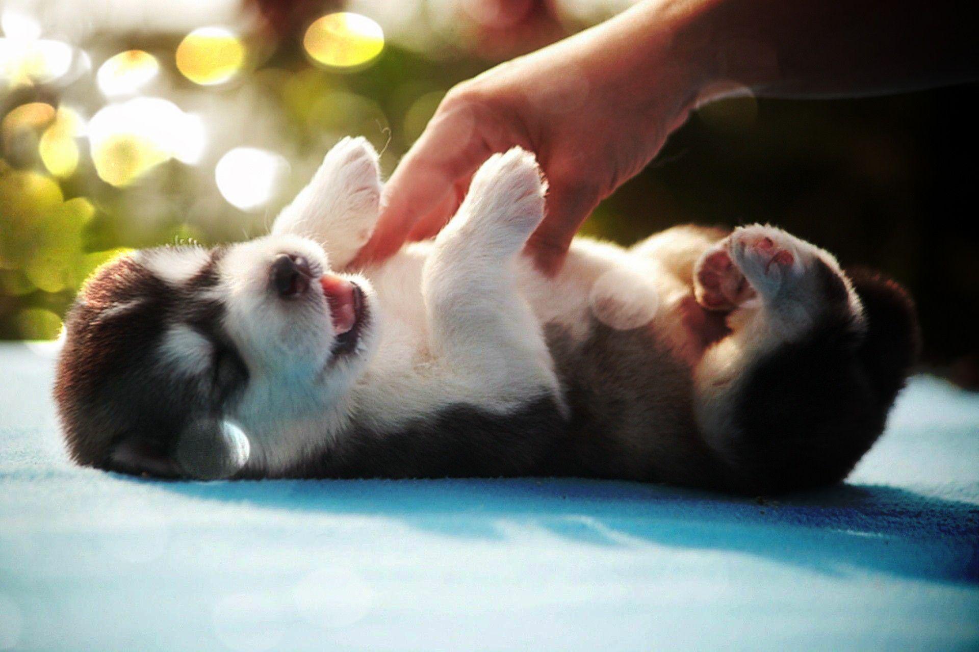 1920x1279 Baby Dog Wallpaper Husky Cute HD Wallpaper