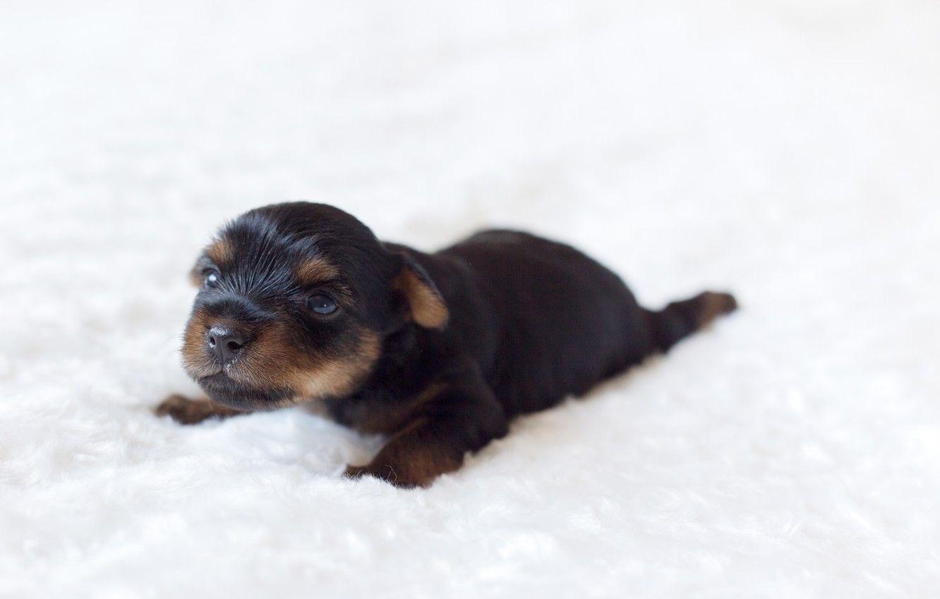 1332x850 Wallpaper look, dog, baby, cute, puppy, Yorkshire Terrier image for desktop, section собаки