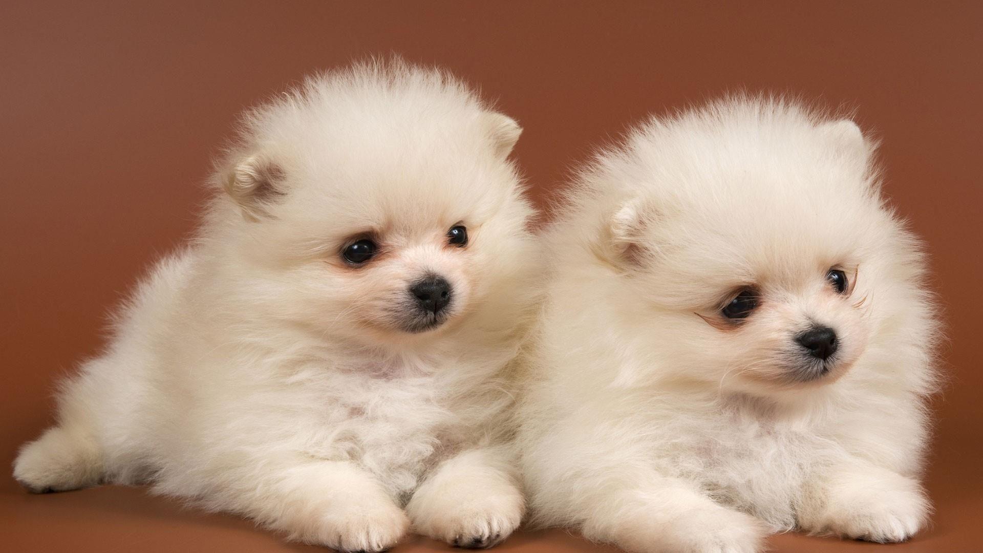 1920x1080 Baby Dog Wallpaper, Picture