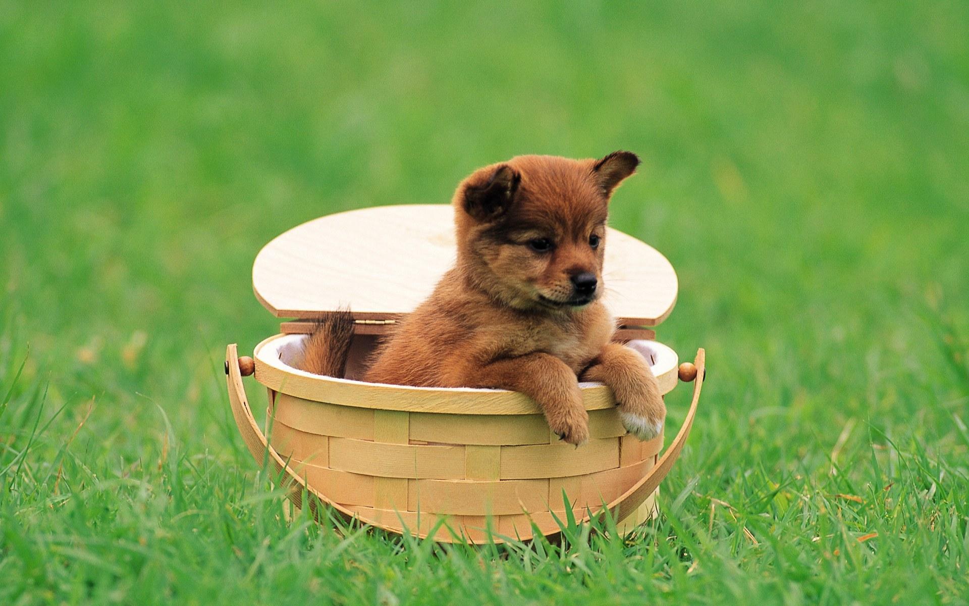 1920x1200 Pretty Dog wallpaper