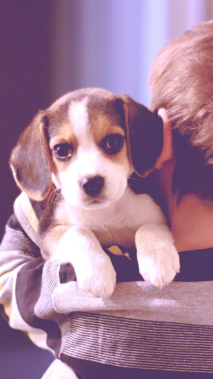 720x1280 animals, baby, baby dog, background, beautiful, beautiful dog, beauty, blue background, cute animals, cute baby, cute puppy, dog, iphone, nature, puppy, still life, wallpaper, wallpaper, we heart it, wallpaper iphone, pastel color